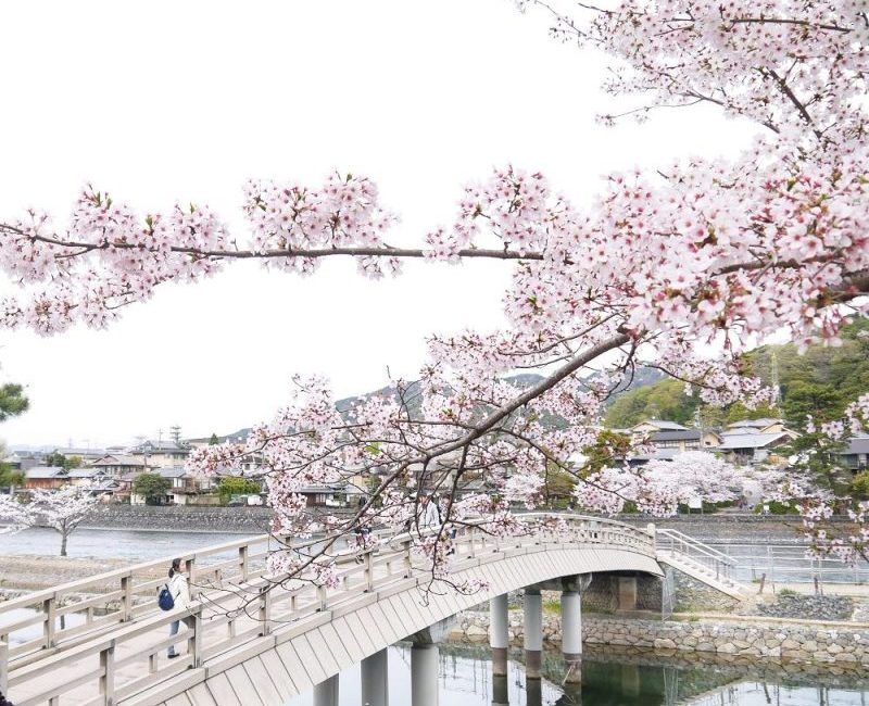 Beautiful Bridge linked to Uji Park