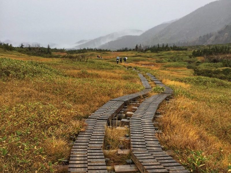 Wooden boardwalks in Midagahara