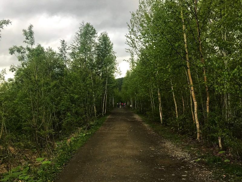 Passing Through the Birch forest