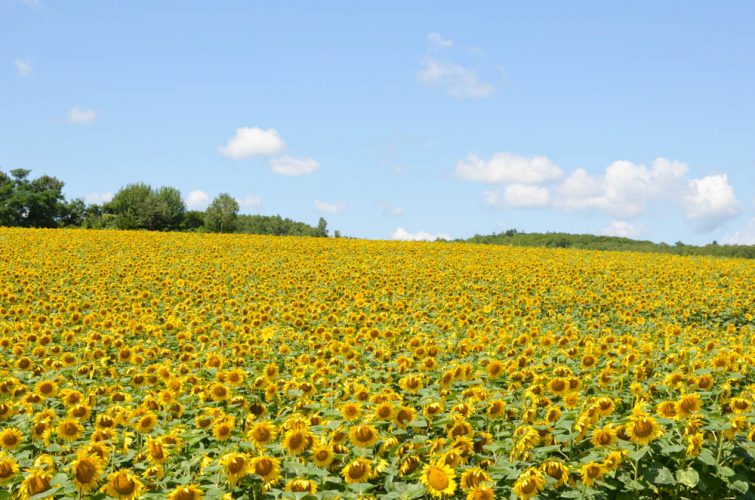 Hokuryu Town Sunflower Field